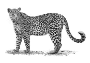 The Studio Art Gallery - African Leopard by Craig Ivor