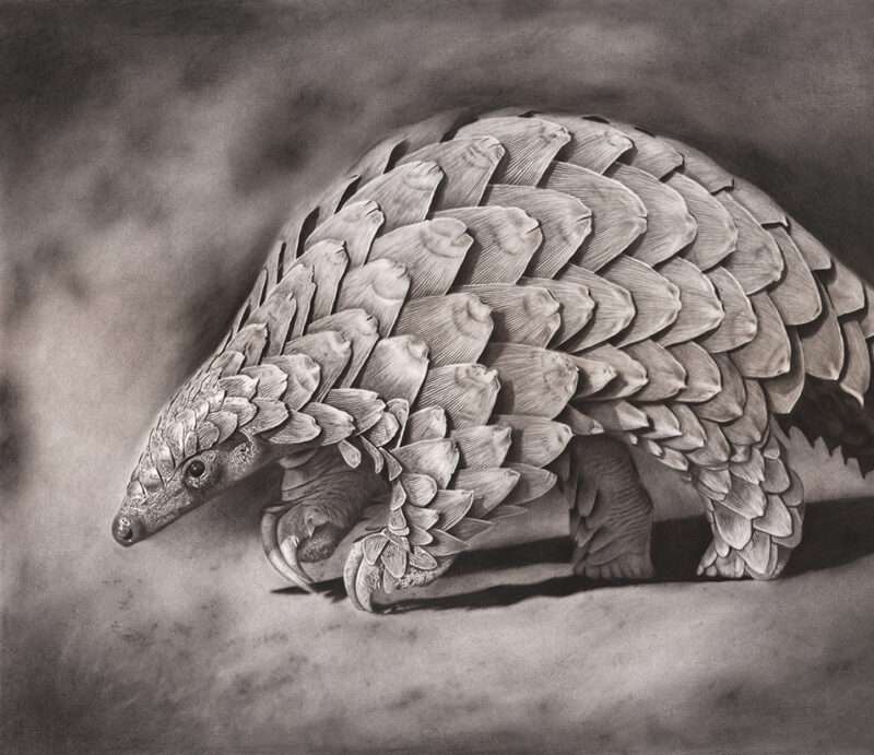 The Studio Art Gallery - Eco-Logic Awards 2019 - Artist for Nature Exhibition - Craig Ivor - Pangolin under the Poachers Moonlight