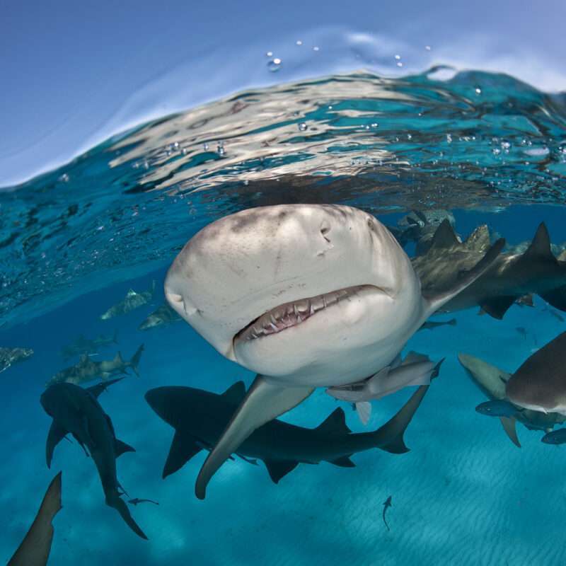 The Studio Art Gallery | Eco-Logic Awards | Lesley Rochat | Jaws is Propaganda